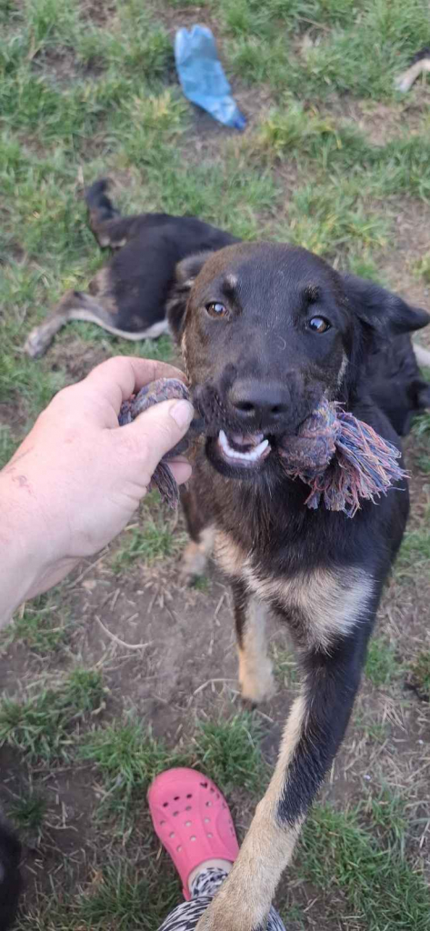 Łagodna Milusia SZCZENIAK szuka kochającego domu! Olsztyn - zdjęcie 2