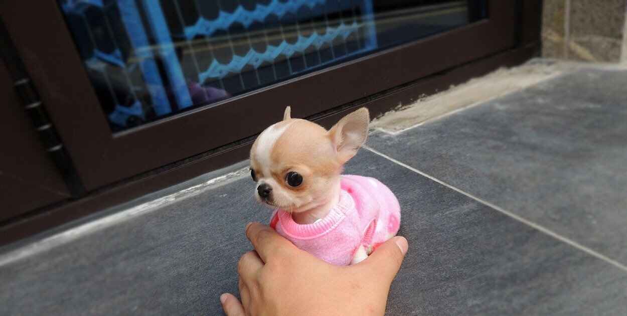 piękne psy i suki Chihuahua mini z certyfikatem Bemowo - zdjęcie 11