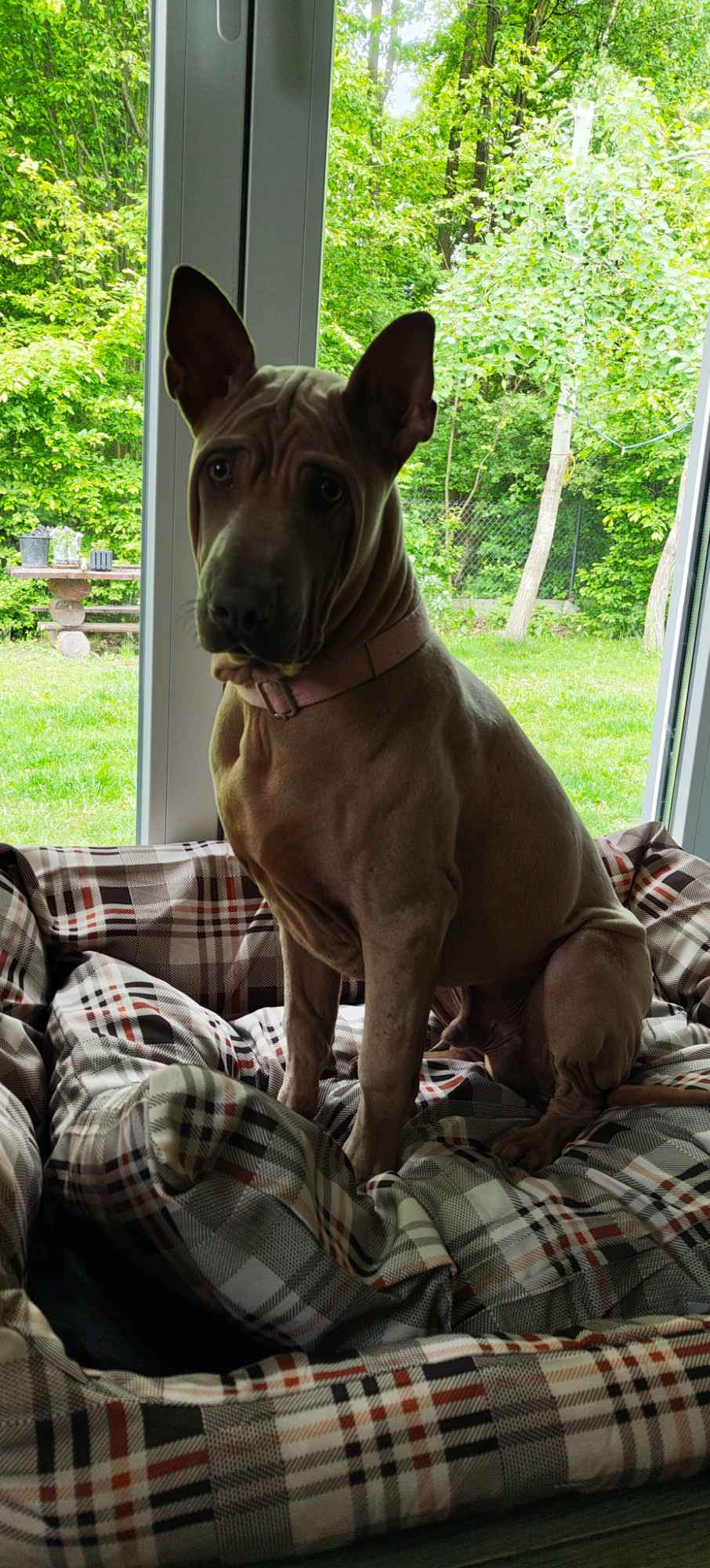 Thai Ridgrback Dog - Dog Thajski Tarnów - zdjęcie 5