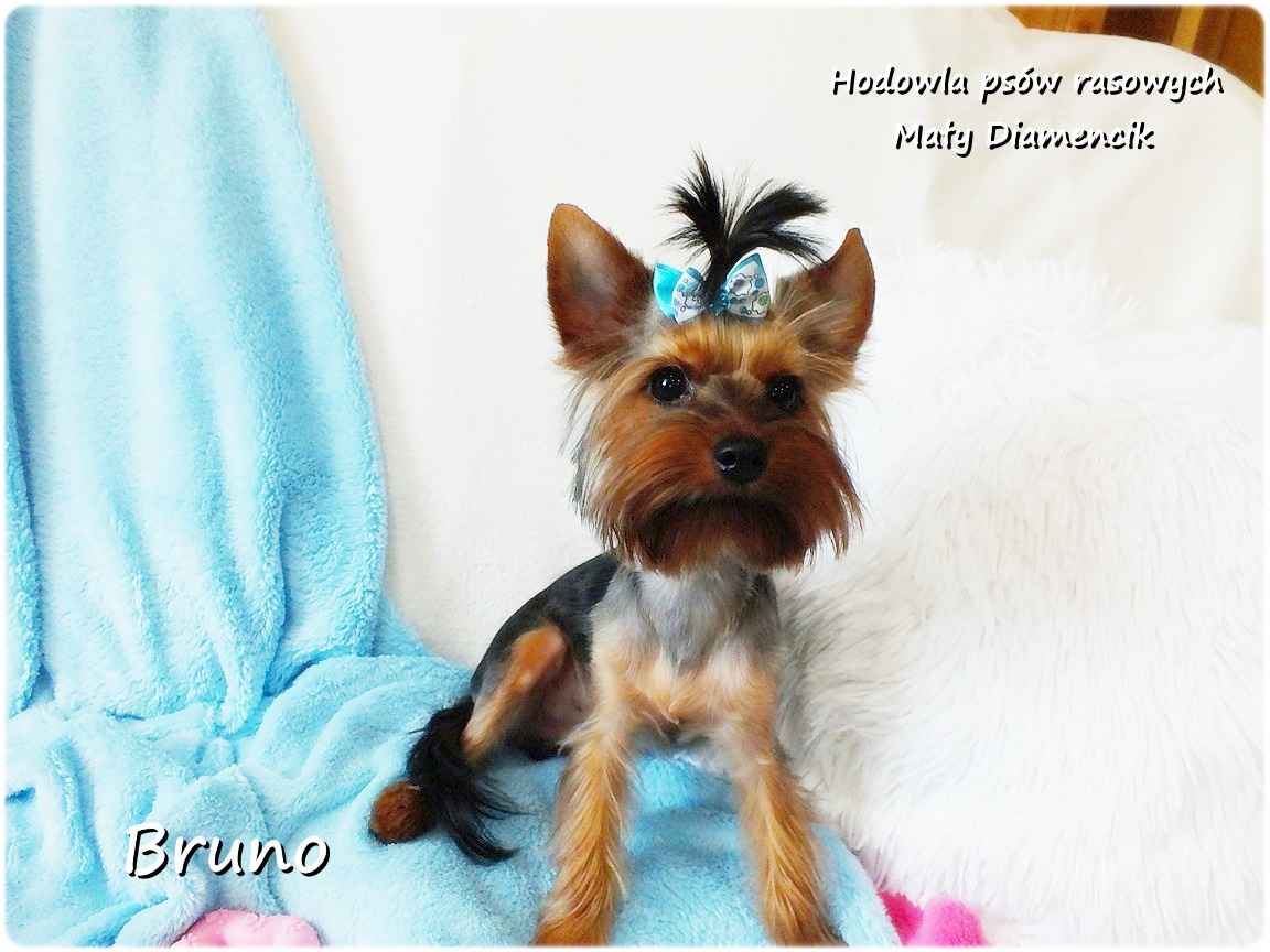 Yorkshire Terrier piesek York Bruno szczeniaczek 7-miesięcy Rodowód Żary - zdjęcie 2