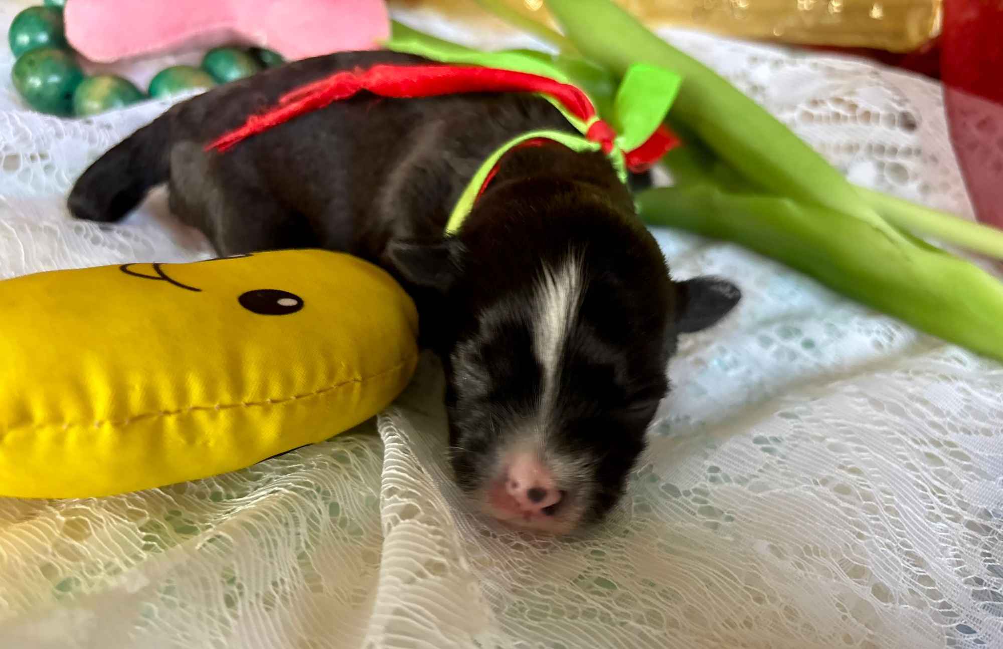 Hawańczyk – bajecznie wykolorowany szczeniak po Championce Pogórze - zdjęcie 5