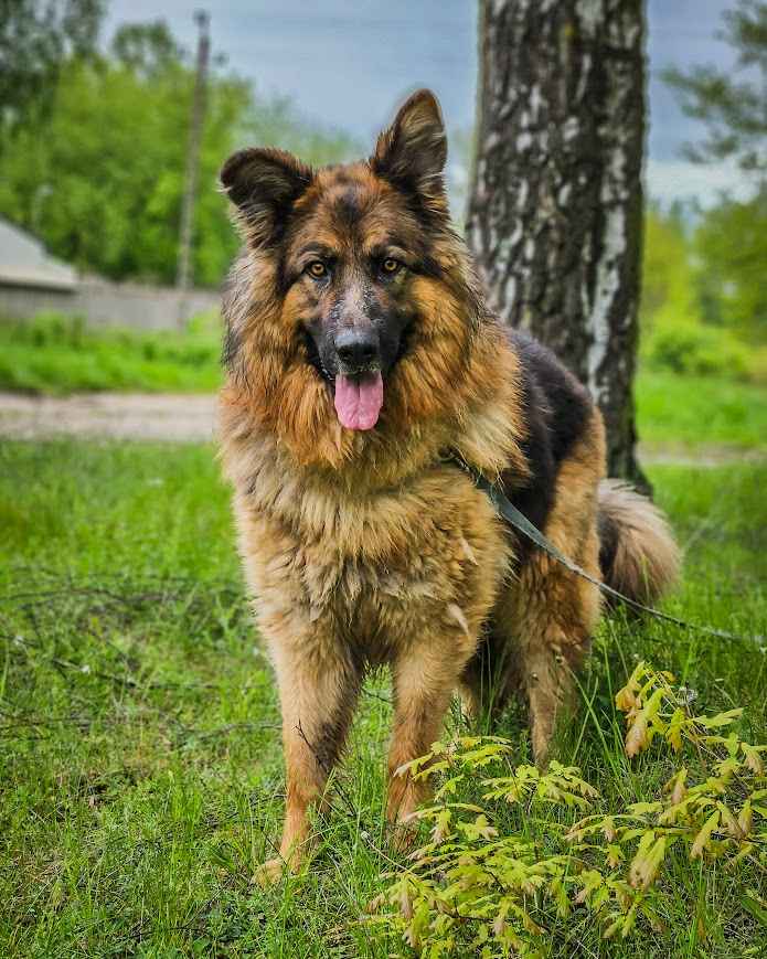 Niesamowicie piękny, charakterny pies szuka doświadczonego opiekuna! Białołęka - zdjęcie 1