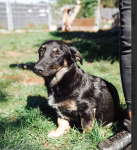 Krecik – niskopodłogowy szczeniak szuka domu! Olsztyn - zdjęcie 3