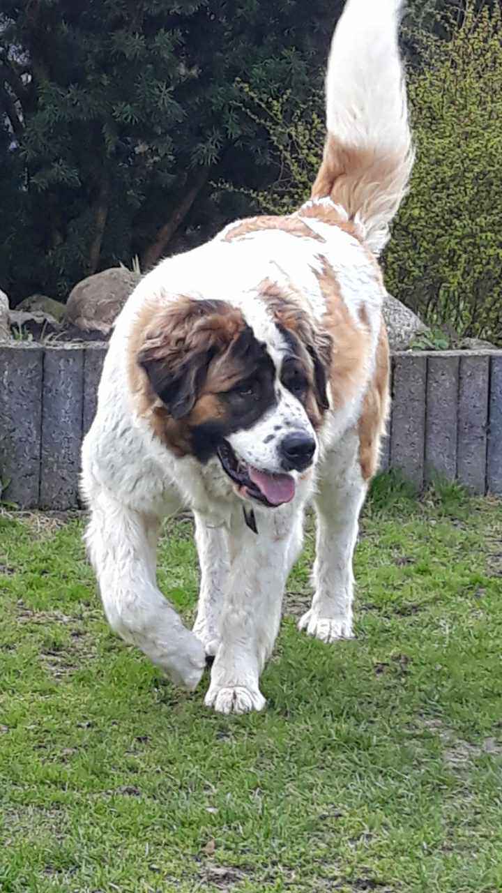 Moskiewski pies stróżujący Bernardyn Kaukaz Kangal Owczarek Koluszki - zdjęcie 6