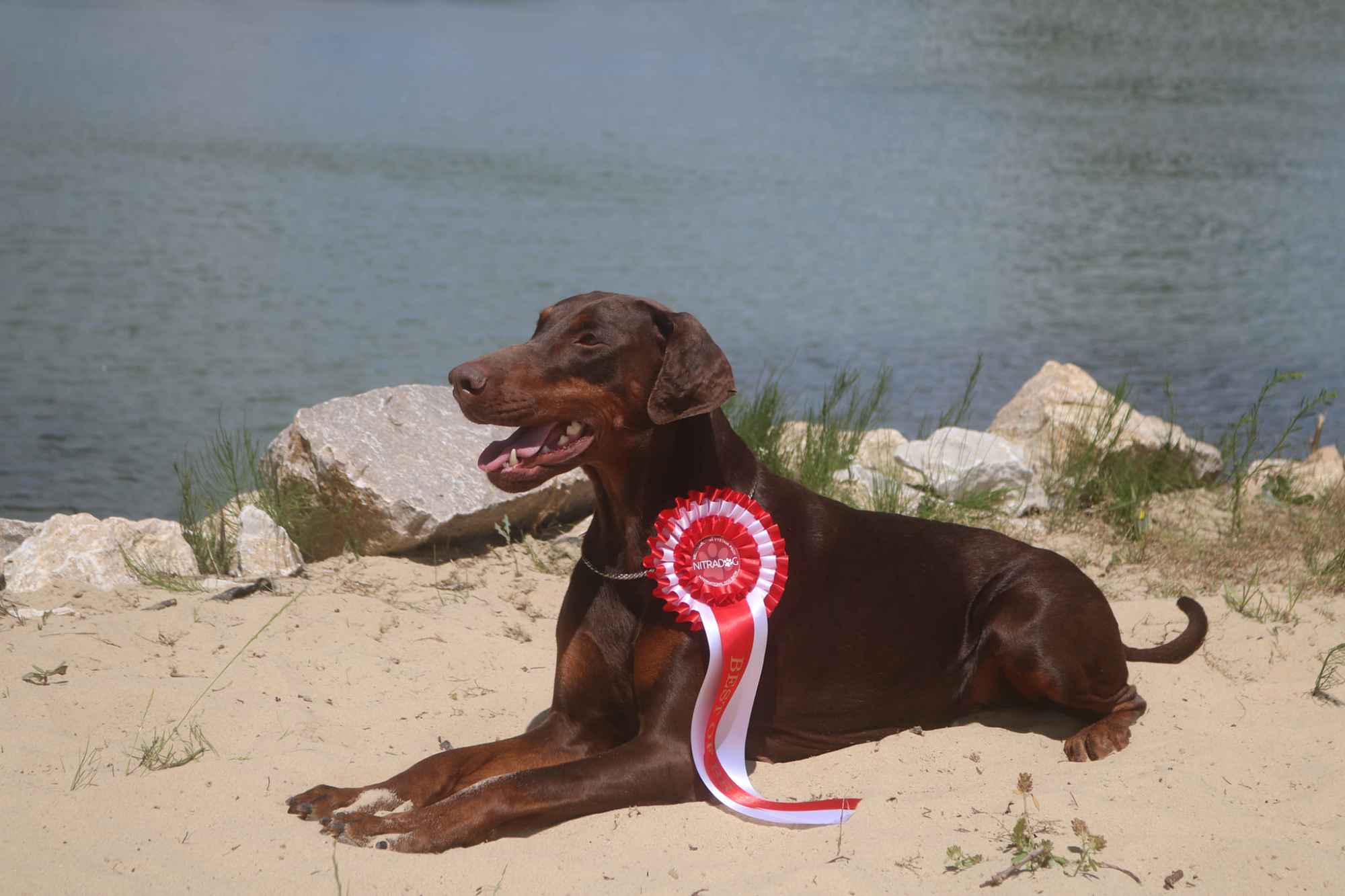 Doberman z wyjątkowego skojarzenia ZKwP/FCI Gorzów Wielkopolski - zdjęcie 5