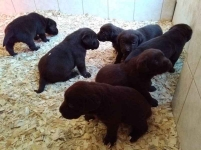 Szczenieta labrador