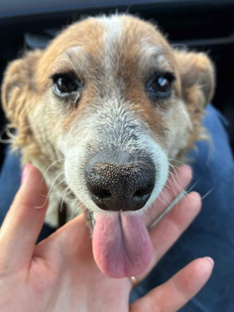 Brylant - niewielki, domowy psiak szuka domu! Olsztyn - zdjęcie 2