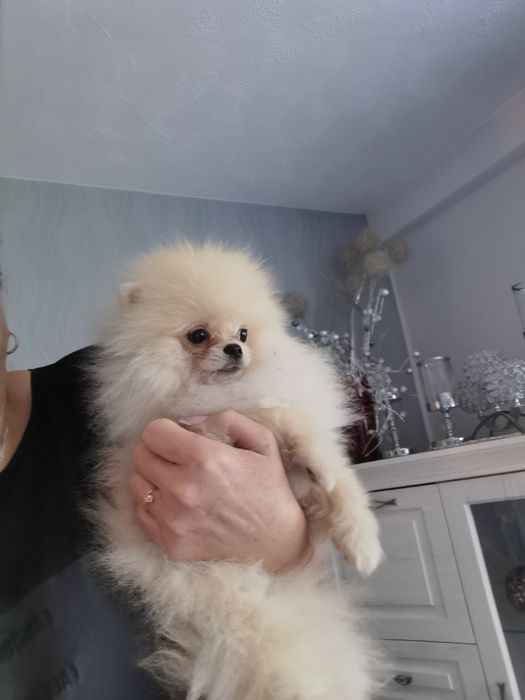 Pomeranian mini mini piesek 4m-ce Złotoryja - zdjęcie 3