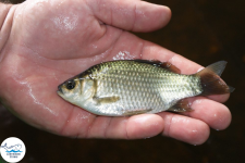 Narybek karp amur tołpyga (węgorz lin sum sandacz jesiotr) Biała Podlaska - zdjęcie 9