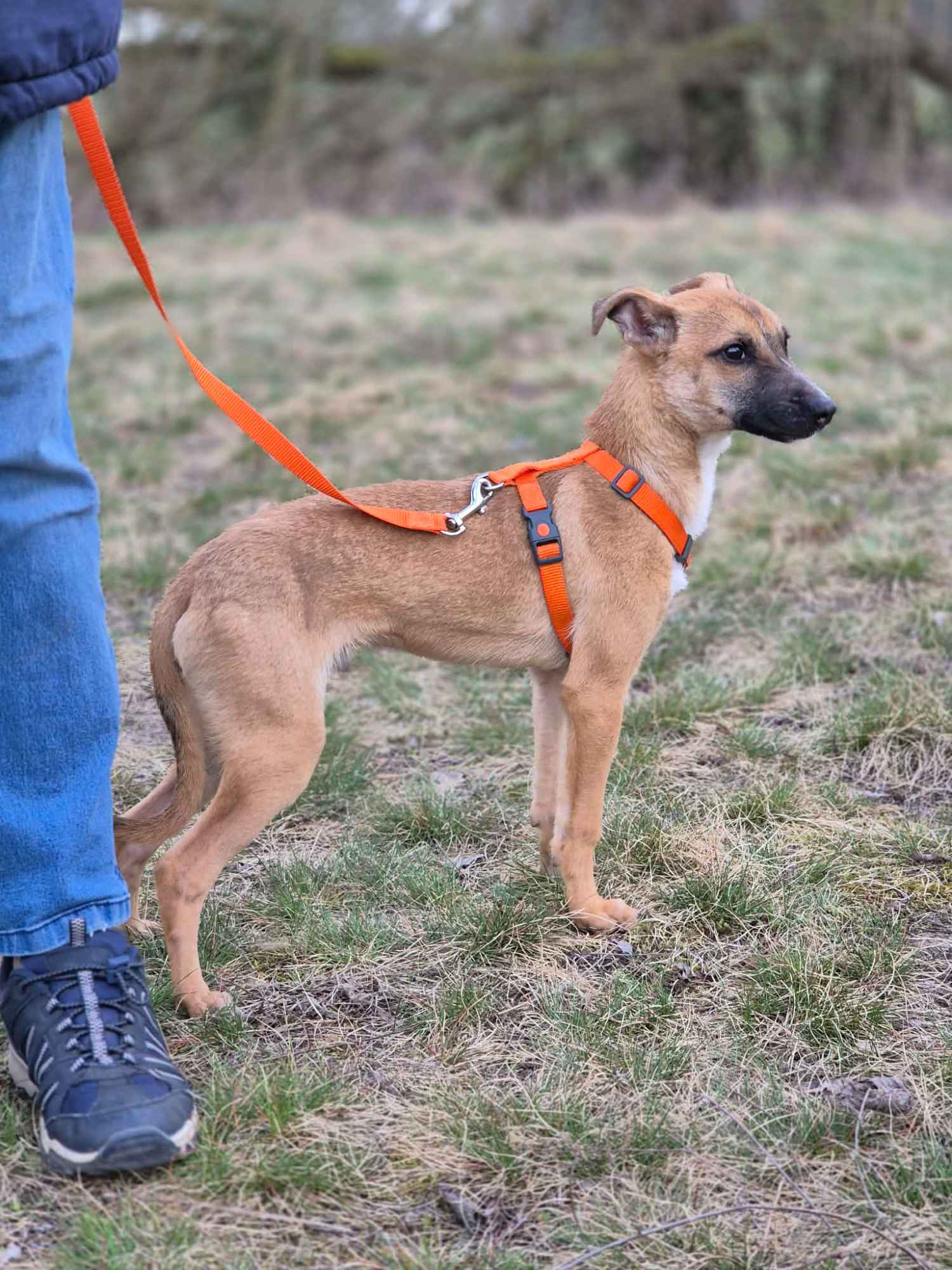 Polduś - 5 miesięczny, delikatny, nakolankowy psiak Olsztyn - zdjęcie 3