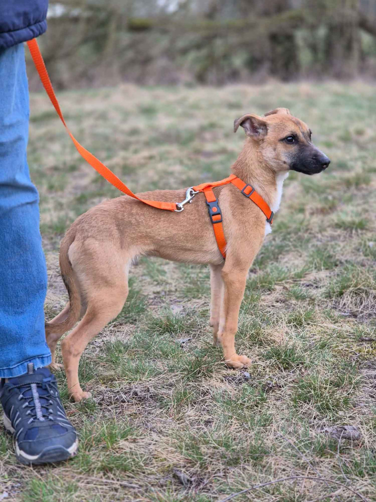 Polduś - 5 miesięczny, delikatny, nakolankowy psiak Olsztyn - zdjęcie 3