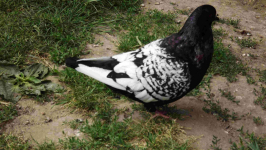 SPRZEDAM GOŁĘBIE Podborze - zdjęcie 2