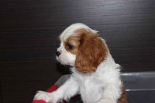 Cavalier King Charles Spaniel-szczeniaczek ZKwP Aleksandria - zdjęcie 7