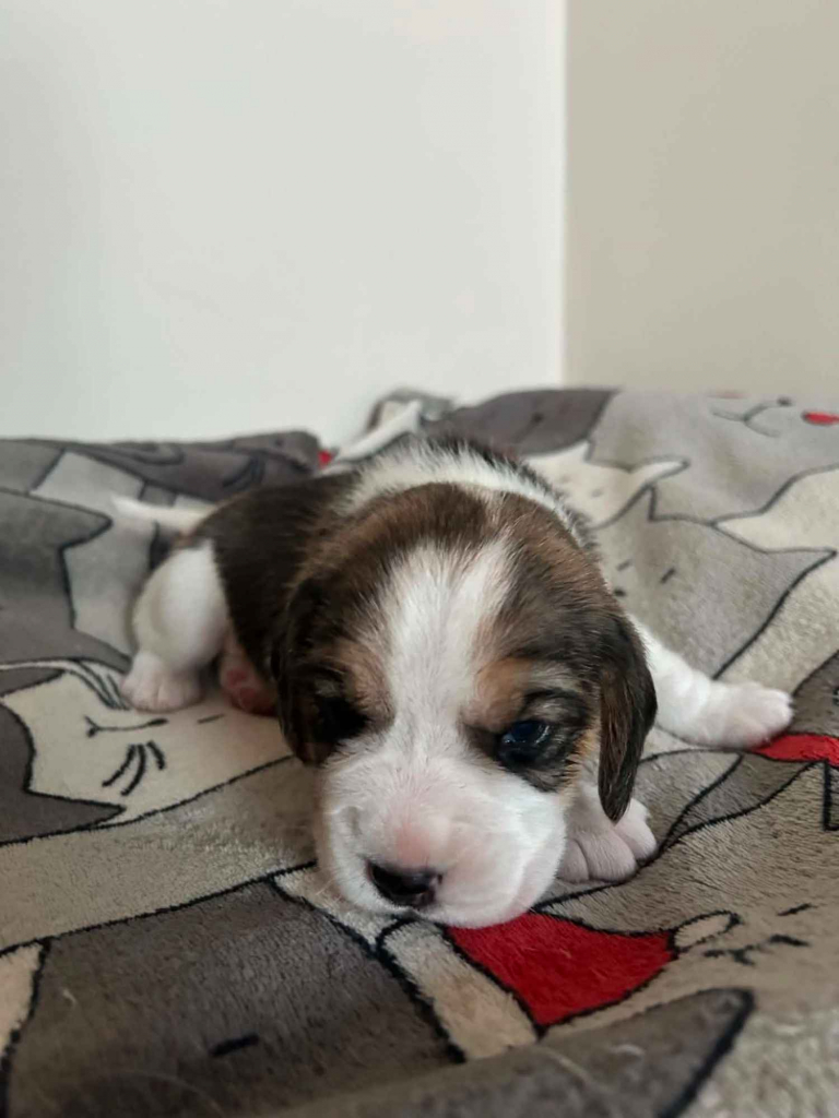 Szczenięta Beagle tricolor ZKwP Częstochowa Konopiska - zdjęcie 5
