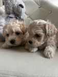 Maltipoo miniaturka 2 kg F1 Częstochowa - zdjęcie 3