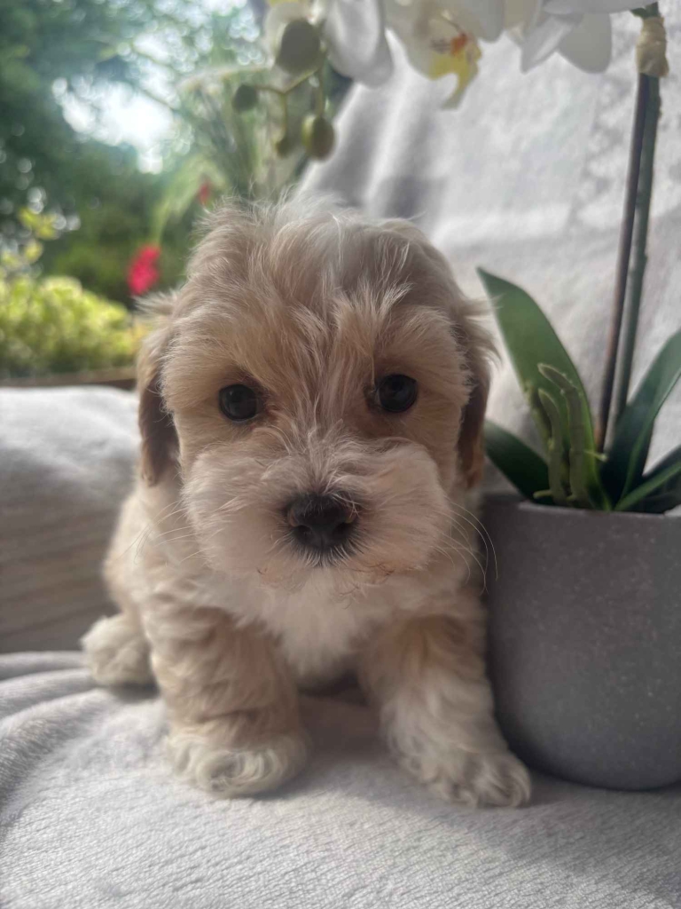 Maltipoo F1 samica Częstochowa - zdjęcie 3