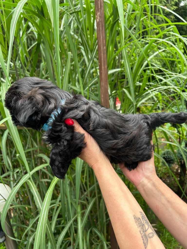 Szczeniak shihtzu Krzyki - zdjęcie 2