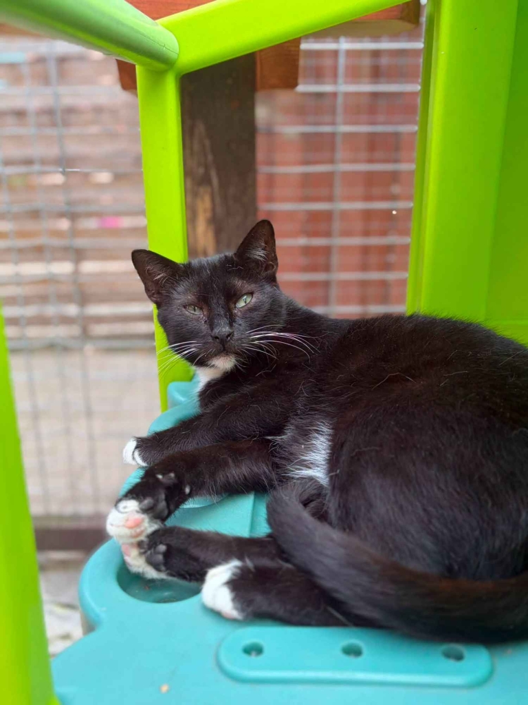 Bryś - mały miś poleca się do adopcji! Olsztyn - zdjęcie 1