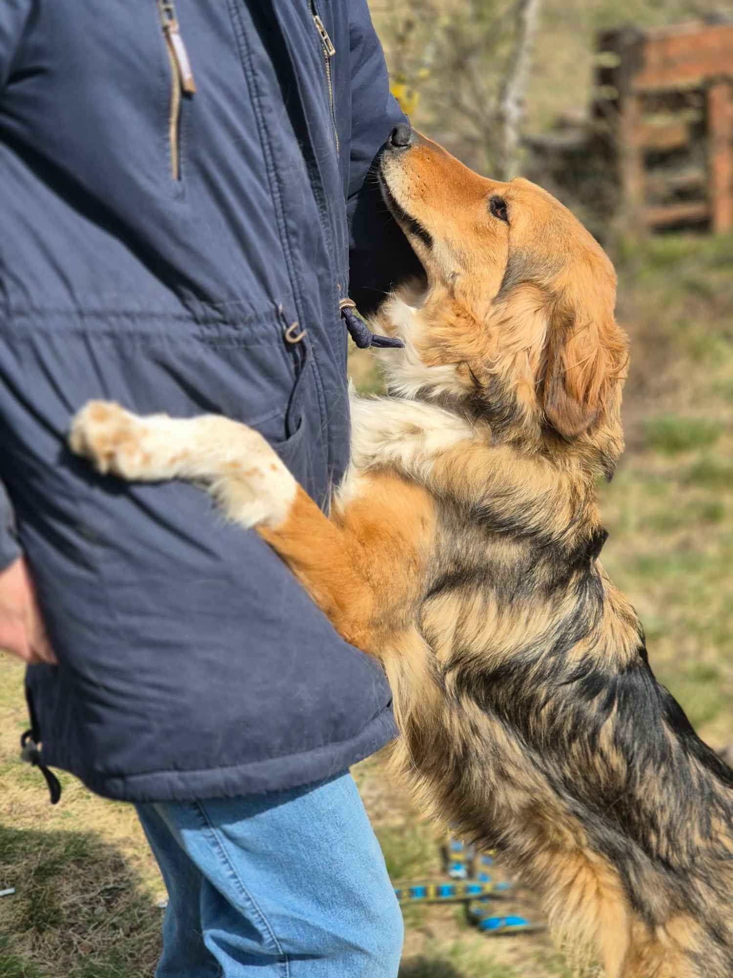 Sofi - pełna życia, wesoła, młodziutka sunia! Olsztyn - zdjęcie 3