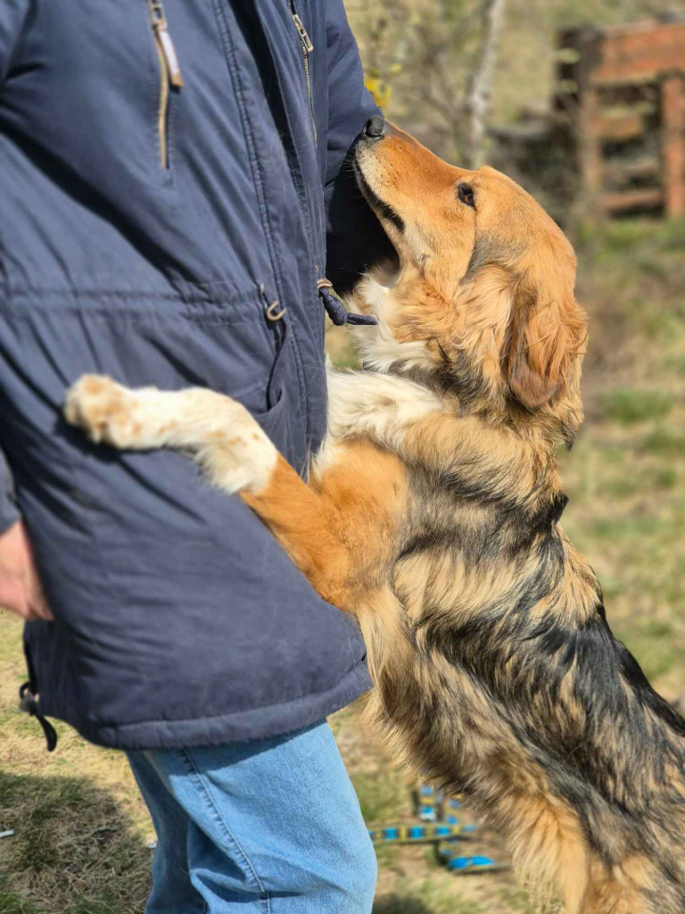 Sofi - pełna życia, wesoła, młodziutka sunia! Olsztyn - zdjęcie 3