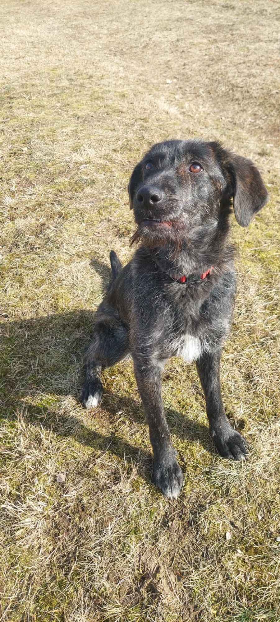 Beza - cudowna, młodziutka, niekonfliktowa sunia! Olsztyn - zdjęcie 7