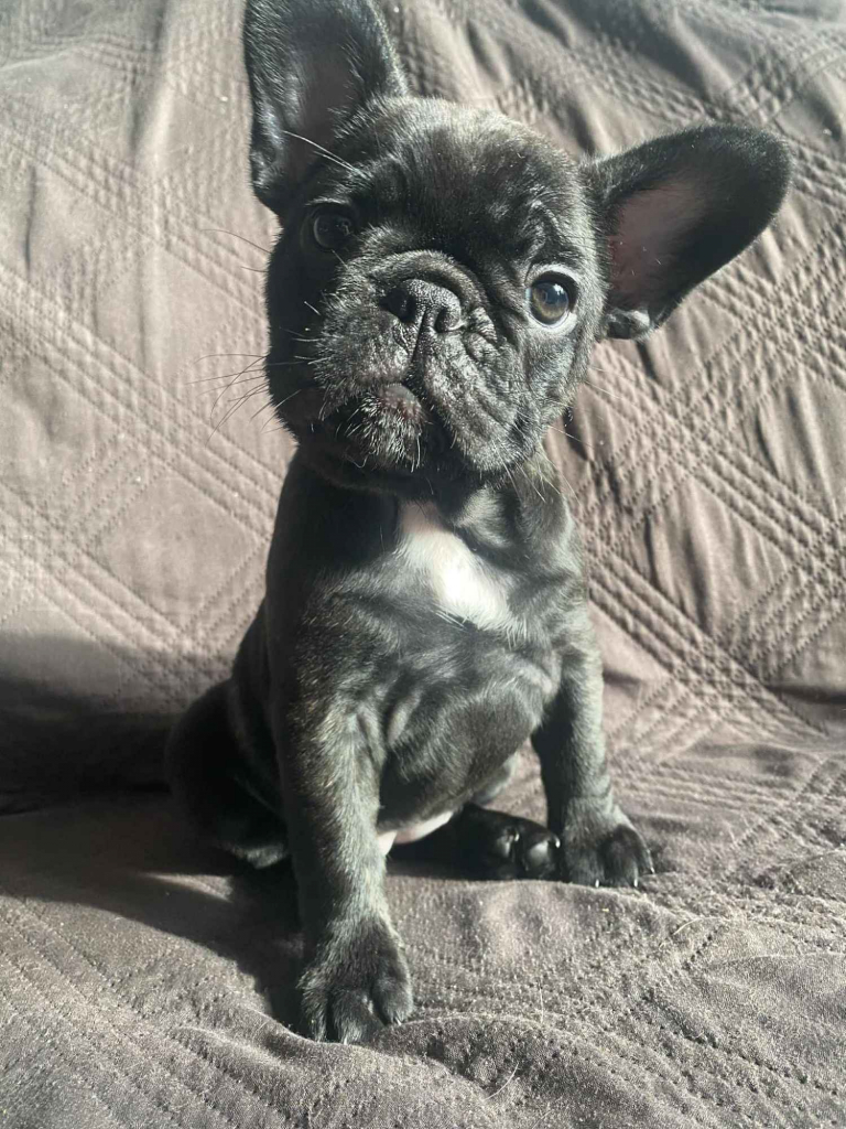 Buldog Francuski Celestynów - zdjęcie 2