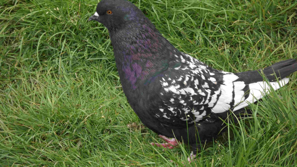 SPRZEDAM GOŁĘBIE Podborze - zdjęcie 5