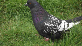 SPRZEDAM GOŁĘBIE Podborze - zdjęcie 5