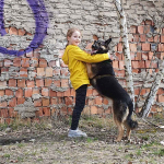 Niezwykle majestatyczny, super przyjazny pies do adopcji! Śródmieście - zdjęcie 8