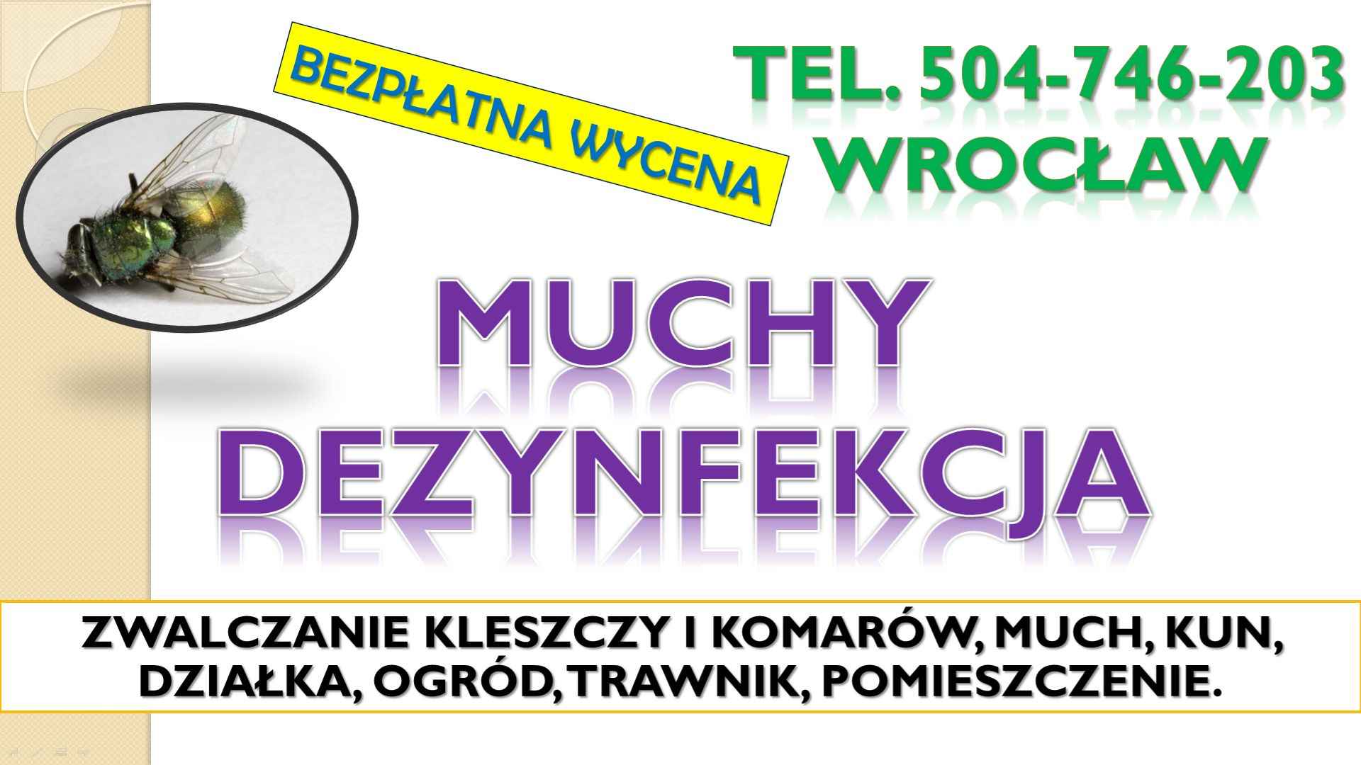 Likwidacja much dezynfekcja, t. 504-746-203, Wrocław. Zwalczanie muchy Psie Pole - zdjęcie 4