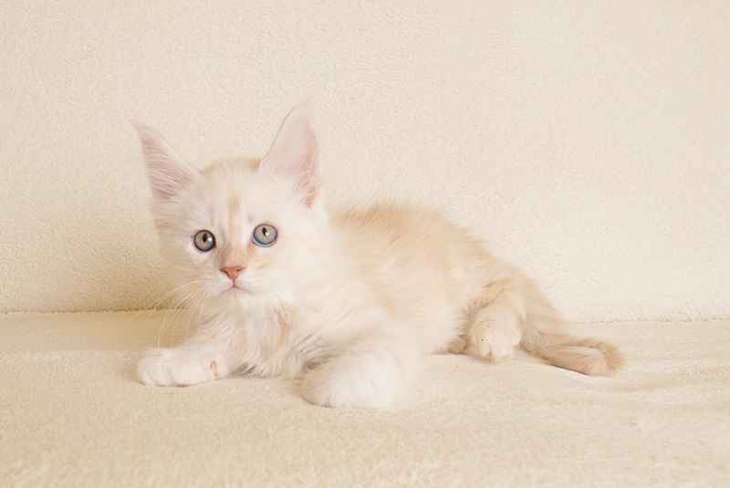 Prześliczny kocurek o rzadkim umaszczeniu Rodowód PZF/WCF Białystok - zdjęcie 5