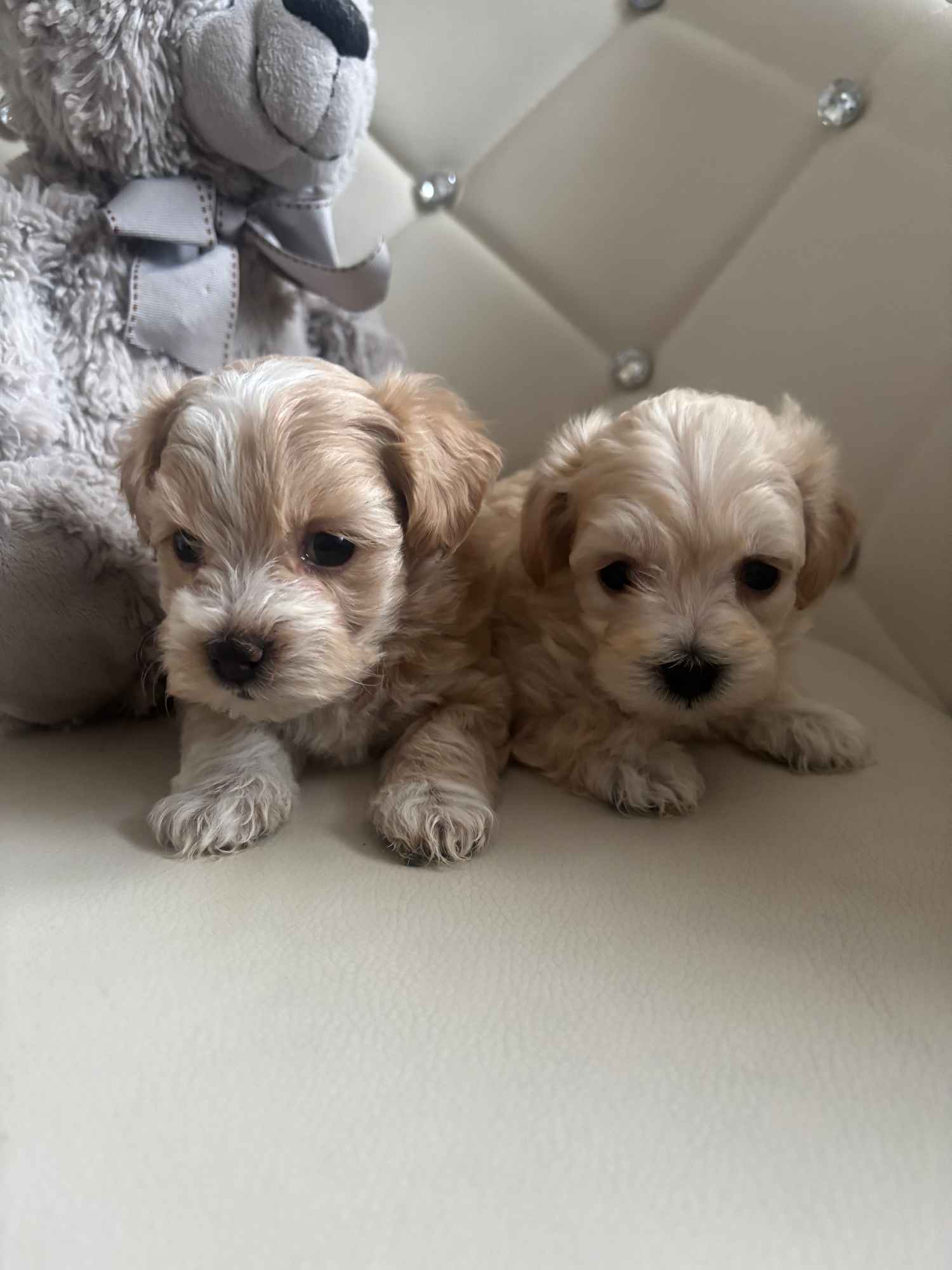 Maltipoo miniaturka 2 kg F1 Częstochowa - zdjęcie 7
