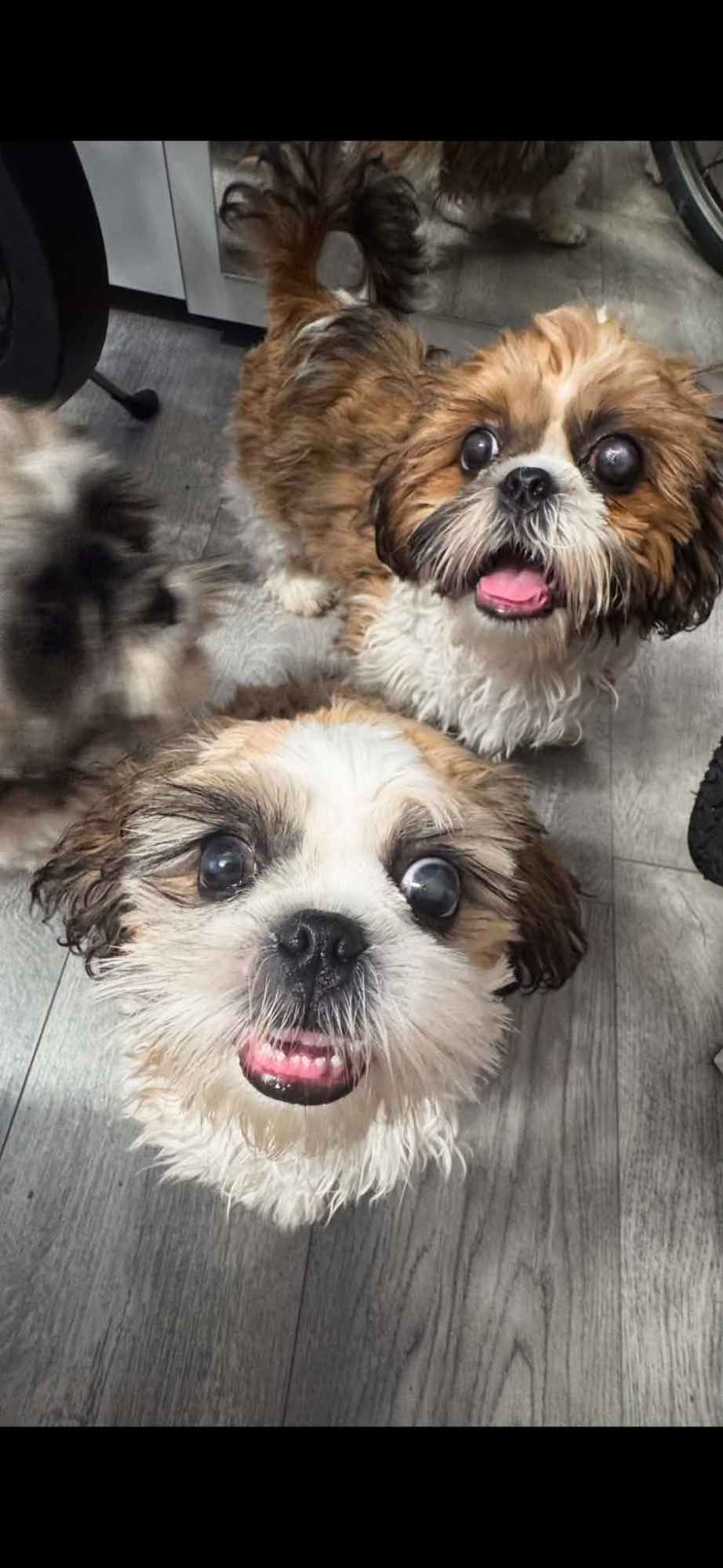 Szczeniaki shihtzu Siedlce - zdjęcie 4