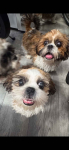 Szczeniaki shihtzu Siedlce - zdjęcie 4