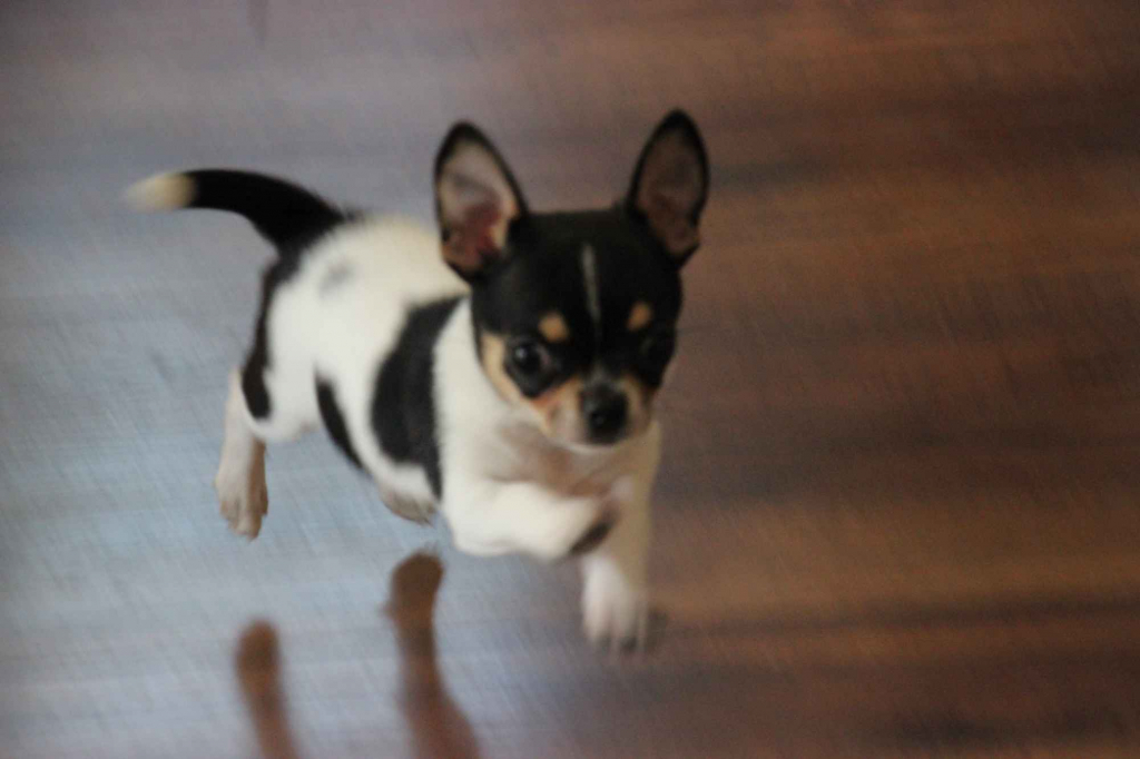 Chihuahua pieski chihuahua Łosie - zdjęcie 3