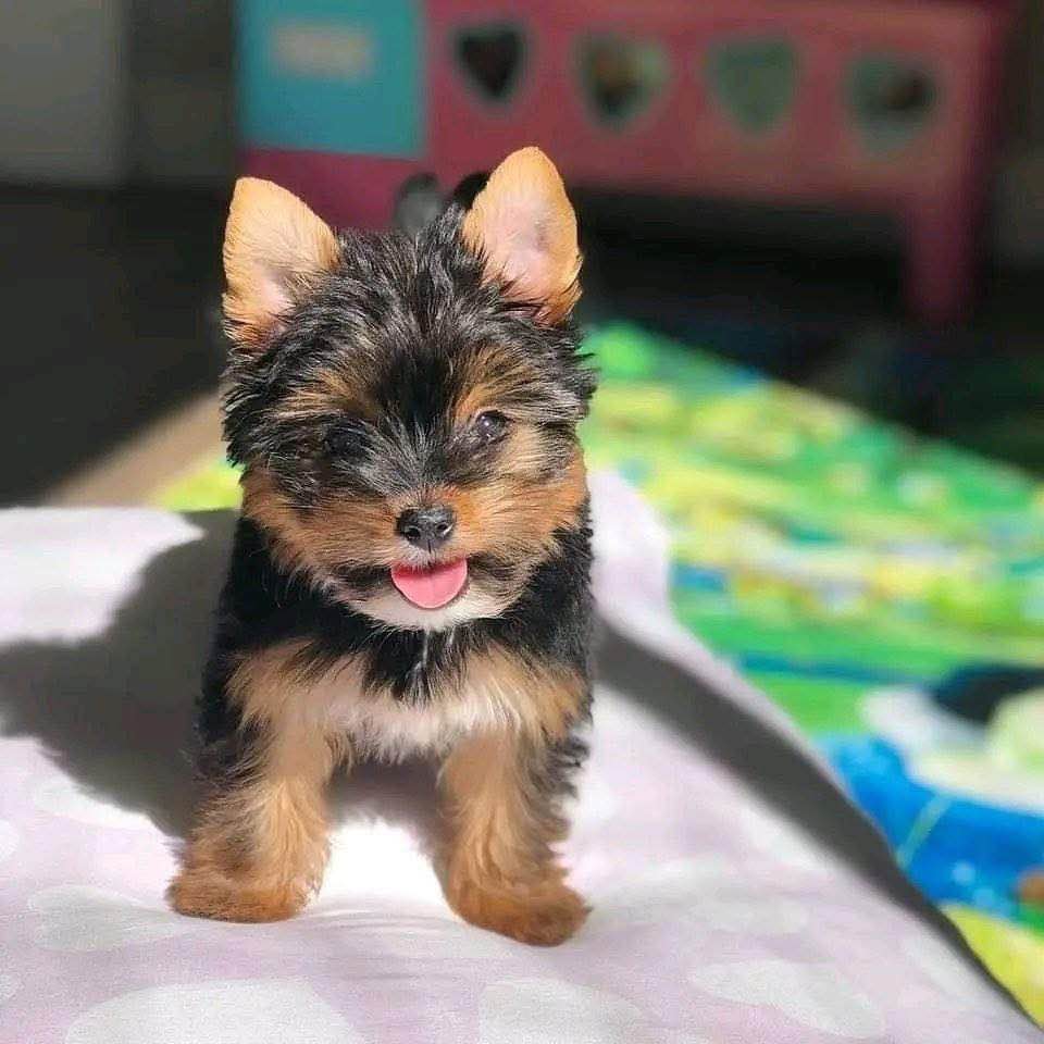 Piękne szczenięta Yorkshire Terrier IHR Rodowód Bemowo - zdjęcie 1