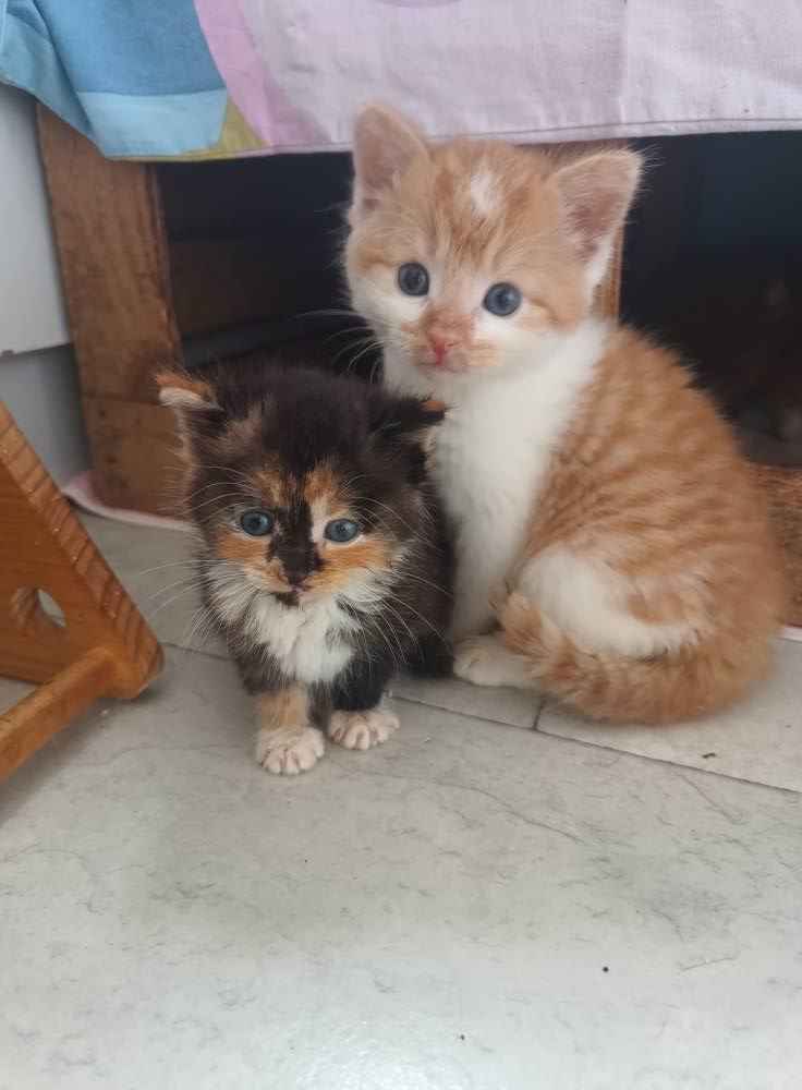 Kruszynka Tycia szuka odpowiedzialnego domu! Olsztyn - zdjęcie 2