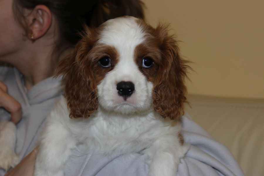 Cavalier King Charles Spaniel-szczeniaczek ZKwP Aleksandria - zdjęcie 1