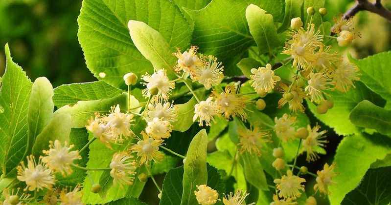 Lipy kwiatostan/Linden flowers od producenta Bielany - zdjęcie 2