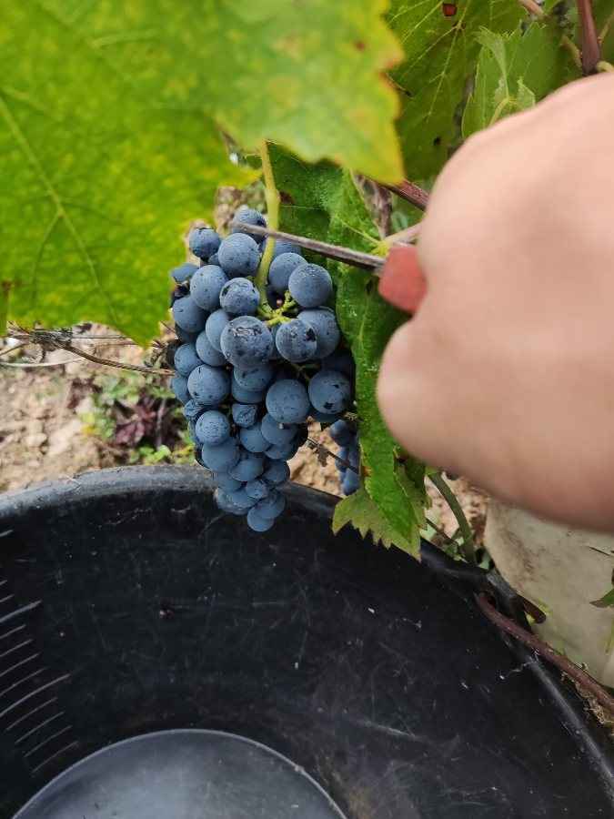 Winobranie 2026 Francja Busko-Zdrój - zdjęcie 1