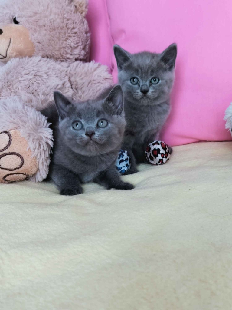 Niebieskie kociaki Brytyjskie Nowa Huta - zdjęcie 2