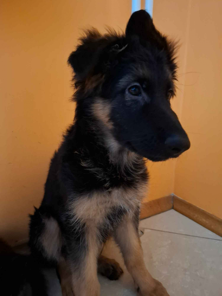 Szczeniaki owczarka niemieckiego Radom - zdjęcie 1