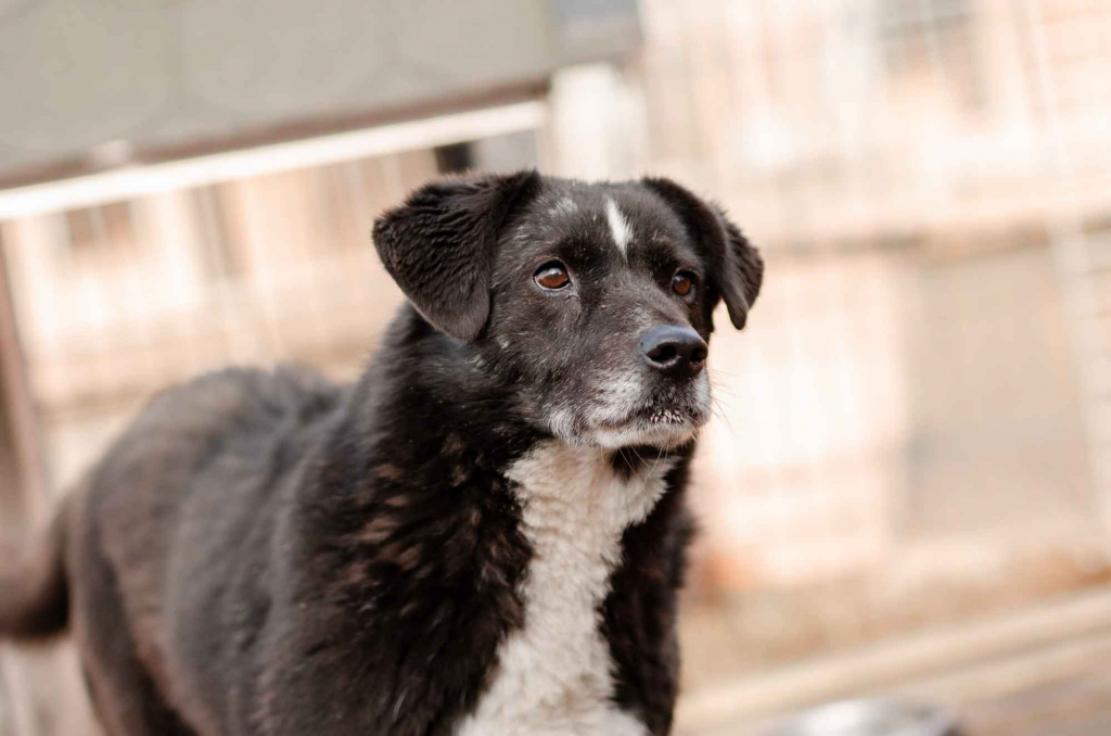 Wania - cudowny, ciepły, kochany psiak! Olsztyn - zdjęcie 5