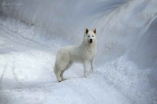 Biały Owczarek Szwajcarski Skała - zdjęcie 3