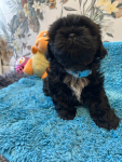 Szczeniak shihtzu Krzyki - zdjęcie 5