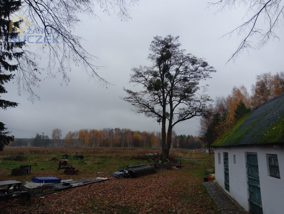 nieruchomość rolno-leśna zabudowana Młodzieszyn - zdjęcie 10
