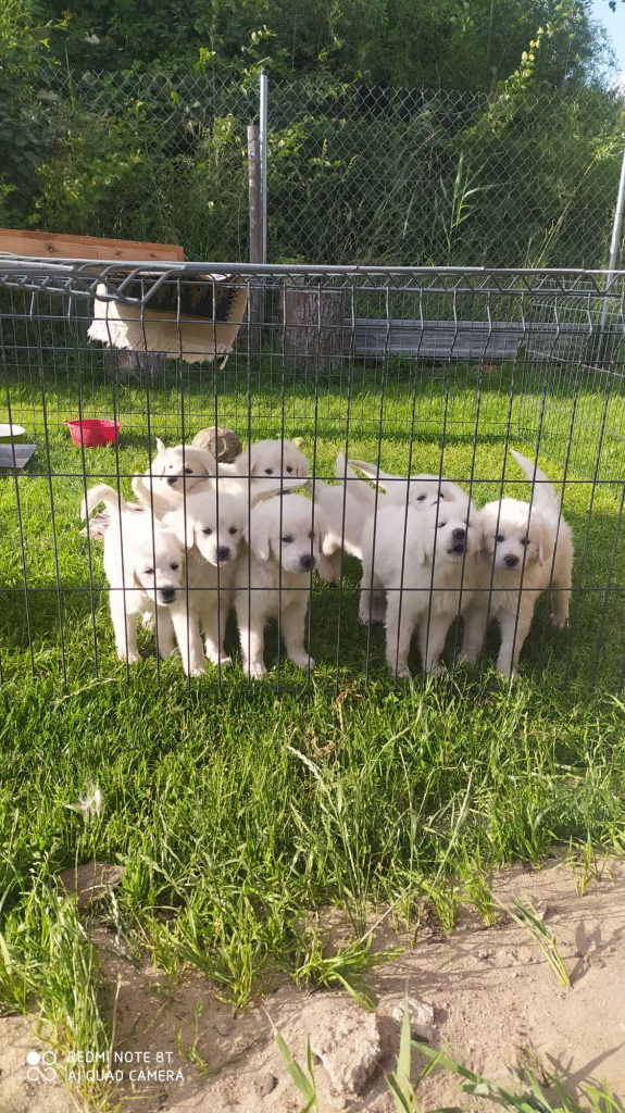 Psy owczarki Podchalanskie Łochów - zdjęcie 4