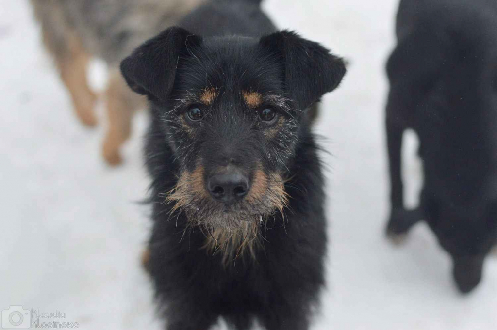 Disel - cudny, nieśmiały terrierek szuka domu! Olsztyn - zdjęcie 3