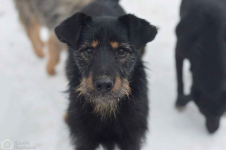 Disel - cudny, nieśmiały terrierek szuka domu! Olsztyn - zdjęcie 3