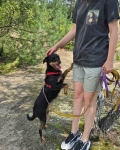Płotka - młoda terrierka, wesoła, przyjazna sunia! Olsztyn - zdjęcie 4
